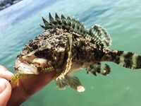 Пирс под запретом, но пропуск получен: барабулька, первая рулена и встреча с «драконом»