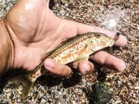 Пирс под запретом, но пропуск получен: барабулька, первая рулена и встреча с «драконом»