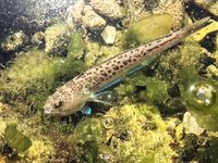 Пирс под запретом, но пропуск получен: барабулька, первая рулена и встреча с «драконом»