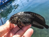 Балаклава, порт и каменные ковры: скорпены из ям и зубастая «Собака» по одной приманке