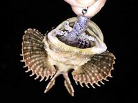 Балаклава, порт и каменные ковры: скорпены из ям и зубастая «Собака» по одной приманке