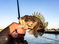 Балаклава, порт и каменные ковры: скорпены из ям и зубастая «Собака» по одной приманке