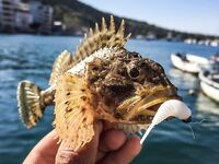 Балаклава, порт и каменные ковры: скорпены из ям и зубастая «Собака» по одной приманке