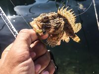 Балаклава, порт и каменные ковры: скорпены из ям и зубастая «Собака» по одной приманке