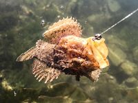 Балаклава, порт и каменные ковры: скорпены из ям и зубастая «Собака» по одной приманке