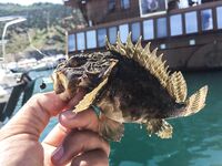 Балаклава, порт и каменные ковры: скорпены из ям и зубастая «Собака» по одной приманке