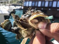 Балаклава, порт и каменные ковры: скорпены из ям и зубастая «Собака» по одной приманке