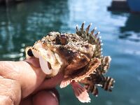 Балаклава, порт и каменные ковры: скорпены из ям и зубастая «Собака» по одной приманке