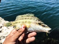 К береговой «стреле» за руленой: зеленухи, откушенные хвосты и неожиданный горбыль днём