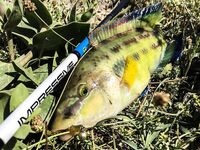 К береговой «стреле» за руленой: зеленухи, откушенные хвосты и неожиданный горбыль днём