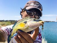 К береговой «стреле» за руленой: зеленухи, откушенные хвосты и неожиданный горбыль днём