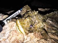 К береговой «стреле» за руленой: зеленухи, откушенные хвосты и неожиданный горбыль днём