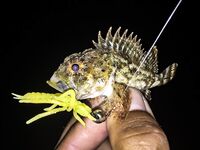 Залив и «риф» в центре: барабулька, первый ласкирь, скорпена и капризы Kasari