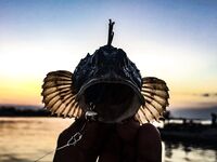 Залив и «риф» в центре: барабулька, первый ласкирь, скорпена и капризы Kasari