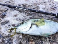 Залив и «риф» в центре: барабулька, первый ласкирь, скорпена и капризы Kasari