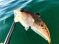 Залив и «риф» в центре: барабулька, первый ласкирь, скорпена и капризы Kasari