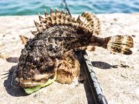 Залив и «риф» в центре: барабулька, первый ласкирь, скорпена и капризы Kasari