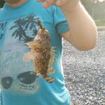 Вардане, эксперимент день к дню: бычок на креветку, краб на фидер и ерш на сбирулино