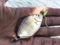 Севастополь, «Дикий пляж» и визор в дугу: ласкири, зеленушки и вольфрам 2 г перед отъездом