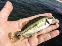 Севастополь, «Дикий пляж» и визор в дугу: ласкири, зеленушки и вольфрам 2 г перед отъездом