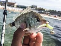 Севастополь, «Дикий пляж» и визор в дугу: ласкири, зеленушки и вольфрам 2 г перед отъездом