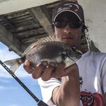 Севастополь, «Дикий пляж» и визор в дугу: ласкири, зеленушки и вольфрам 2 г перед отъездом