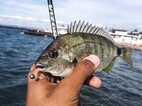 Севастополь, «Дикий пляж» и визор в дугу: ласкири, зеленушки и вольфрам 2 г перед отъездом