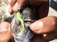 Севастополь, «Дикий пляж» и визор в дугу: ласкири, зеленушки и вольфрам 2 г перед отъездом