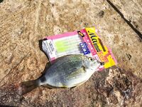 Севастополь, «Дикий пляж» и визор в дугу: ласкири, зеленушки и вольфрам 2 г перед отъездом