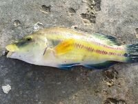 Черноморский выезд, фото ужались, но вопросы остались про снасти и груза