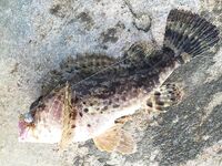 Черноморский выезд, фото ужались, но вопросы остались про снасти и груза