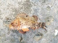 Черноморский выезд, фото ужались, но вопросы остались про снасти и груза