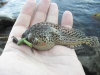 Чёрное море: несколько фотографий из поездки