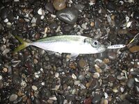 Чёрное море: несколько фотографий из поездки