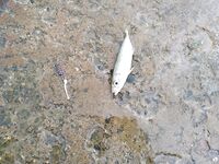 Геленджик: штормовые обрывы и спасительная тирольская палочка