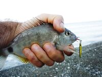 Абхазия, Багрипш: утренний конструктор, карась в темпе и «любитель червя»