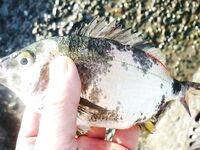 Абхазия, Багрипш: утренний конструктор, карась в темпе и «любитель червя»