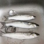 Болгария, утренний забег: кефаль до прихода дельфинов