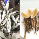 Болгария, утренний забег: кефаль до прихода дельфинов