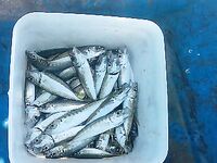 Болгария, утренний забег: кефаль до прихода дельфинов