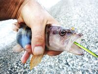 Абхазия, Багрипш: две дистанции по карасю и вечерний выход горбыля