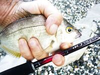 Абхазия, Багрипш: две дистанции по карасю и вечерний выход горбыля