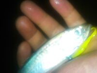 Витязево: песчаное дно, бомбарда 20 г и вечерняя ставрида с пирса