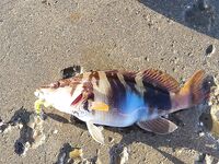 Геленджик и Джубга: рокфишинг после шторма, мелкие рачки рулят