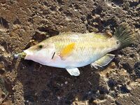 Геленджик и Джубга: рокфишинг после шторма, мелкие рачки рулят