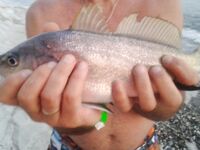 Абхазия, Багрипш: карась хозяйничает, силикон — только когда он молчит