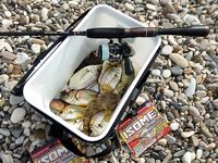 Новомихайловский: утренний карась и ночная скорпена на краба и нереиса