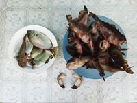 Новомихайловский: утренний карась и ночная скорпена на краба и нереиса