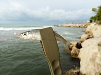 Новомихайловский: шторм, дождь и загадочная рыбка на «маракуя»