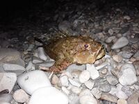 Кабардинка, пансионатный пляж: телескоп, джиг и неожиданный горбыль